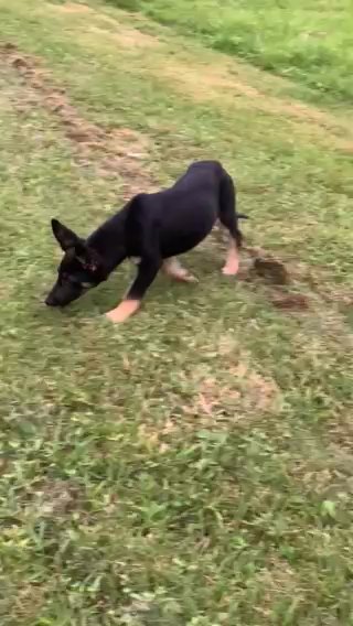GSD in Nashville, Tennessee