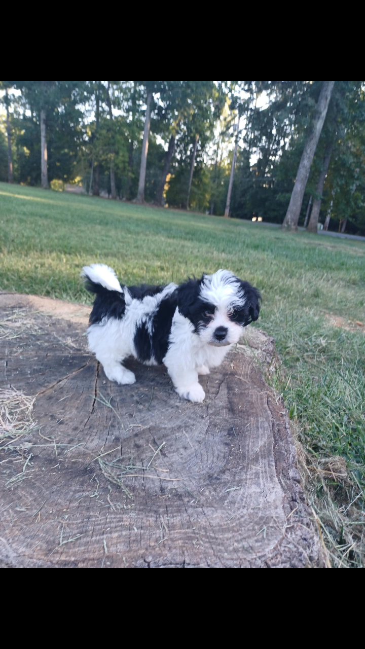 maltipoo in Charlotte, North Carolina