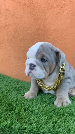 English Bulldog Female in Los Angeles, California