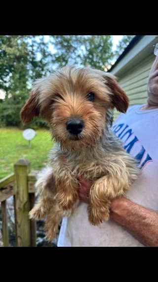 AKC Yorkie in Columbia, South Carolina