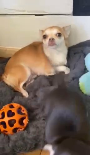 Chorkie Females in Archdale, North Carolina