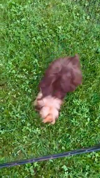 Cove-Chocolate + Tan Female Yorkie in Lexington-Fayette, Kentucky