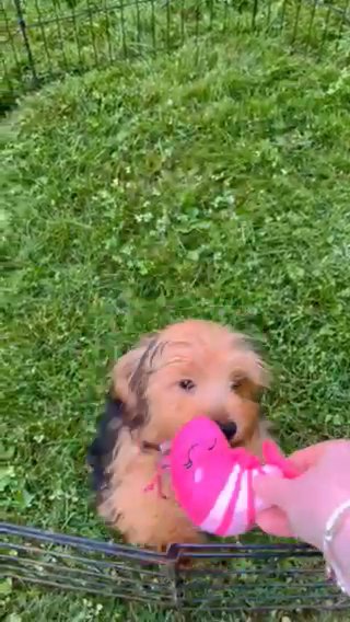 Duke-Traditional Black+Tan Male Yorkie in Lexington-Fayette, Kentucky