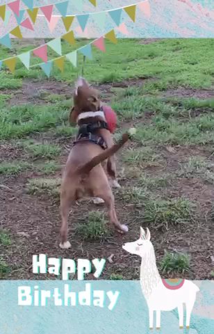 Happy 1st Birthday Girl in Hopkinsville, Kentucky