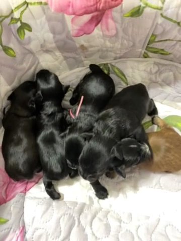 KB Black Yorkshire Terrier Puppies in Clarksville, Tennessee