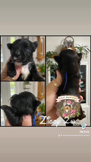 Ziggy in Clarksville, Tennessee
