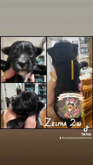 Zelma in Clarksville, Tennessee