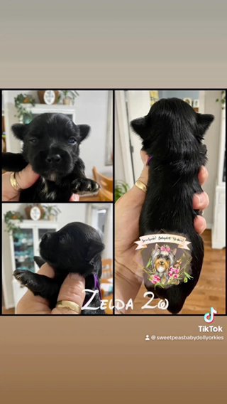 Zelda in Clarksville, Tennessee