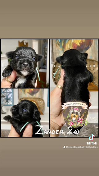 Zander in Clarksville, Tennessee