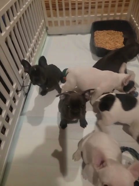 French Bulldogs in Pinehurst, North Carolina