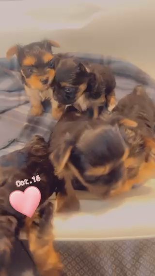 Teacup Yorkies 6 Weeks Old in Lawrence, Indiana
