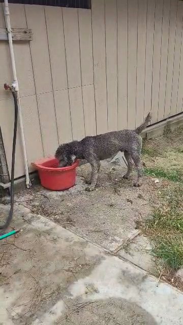 silver phantom poodle in Moncks Corner, South Carolina