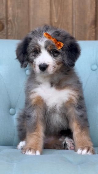 Standard bernedoodle Female in Columbus, Ohio