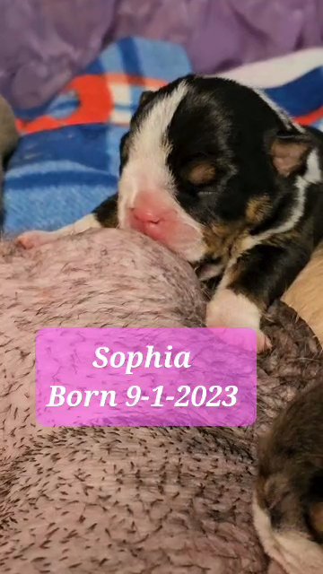 AKC English Bulldog Female -  Sold in Lake Villa (Township), Illinois