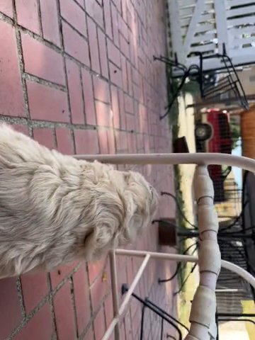 F1 Cream ICA Pyredoodle Male in Kennewick, Washington