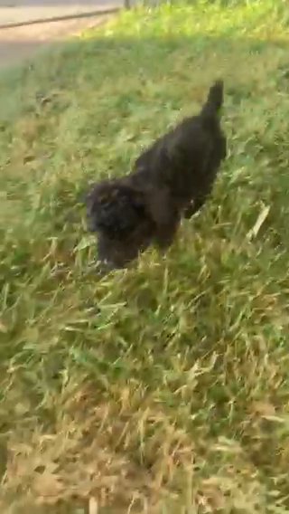 Half Pint Has Went To A Great New Family! in Bolivar, Missouri