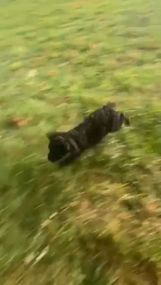 Midnight Has Found A Great New family! in Bolivar, Missouri