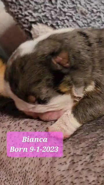 AKC ENGLISH BULLDOG FEMALE in Lake Villa (Township), Illinois