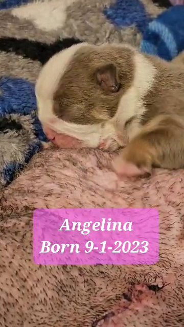 AKC English Bulldog Female in Lake Villa (Township), Illinois