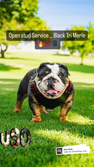 English Bulldog Stud Only in Los Angeles, California