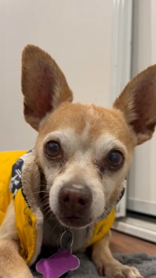 Giving Away Dog in Temecula, California