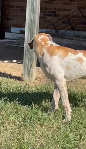 Thor 1 Year Old Male Fawnaquin Great Dane in Lexington, North Carolina