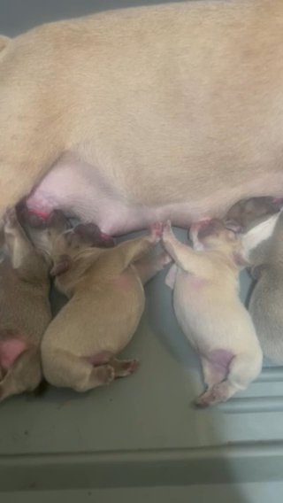 Quality Blue Fawn Pied New Shade Producer in Washington, District of Columbia