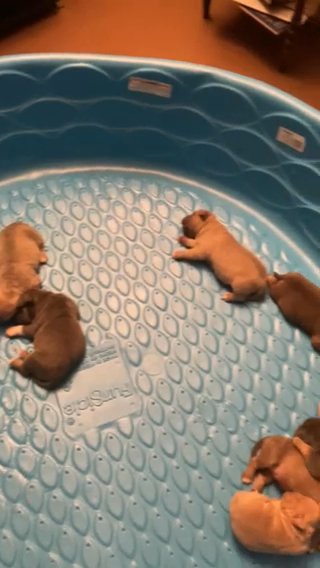 HBK/CRENSHAW ABKC BULLY PUPS in Myrtle Beach, South Carolina