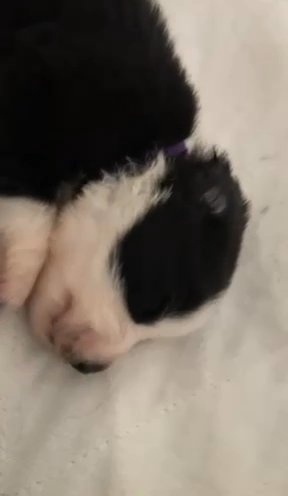 Australian Shepherd Border Collie Puppies in Eloy, Arizona