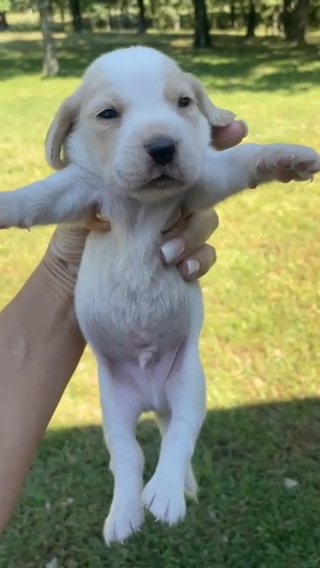 Tucker in Springfield, Missouri
