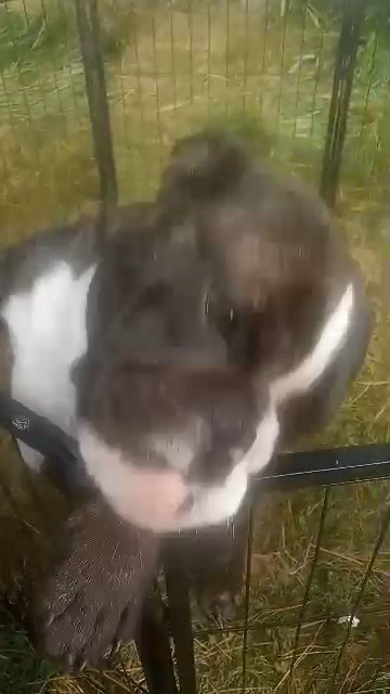 English bulldog in Coshocton, Ohio