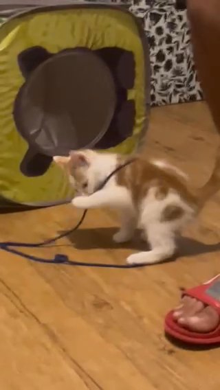 Free Kittens in Nashville, Tennessee