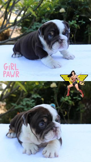 English Bulldog Puppies in Los Angeles, California