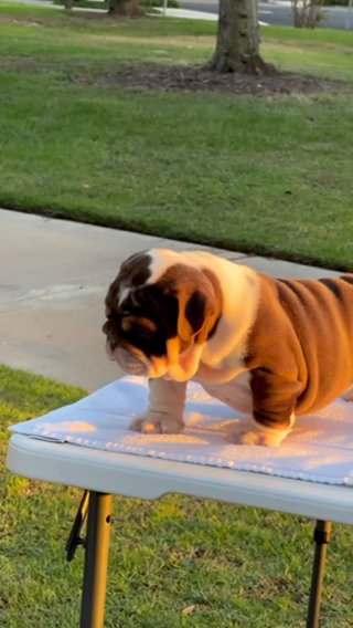English Bulldog Puppies in Los Angeles, California