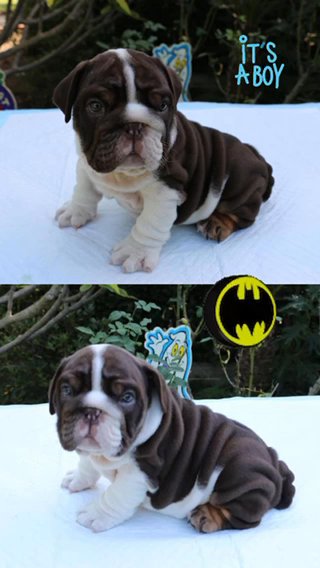 English Bulldog Puppies in Los Angeles, California