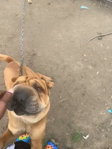 2 yr old Chinese Shar Pei in Columbus, Ohio