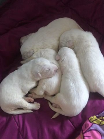 Great Pyrenees Puppies 2 Weeks Old. 1,200 Each in Windsor, Connecticut