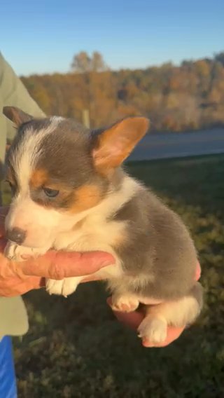 Pembroke Welsh Corgi, Female Bluie in Ironton, Ohio