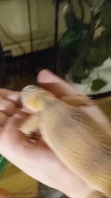 live reptiles and tanks for sale in New York City, New York