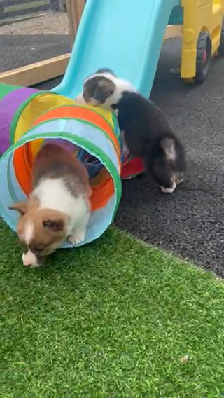 Pembroke Welsh Corgi, Red Females in Ironton, Ohio