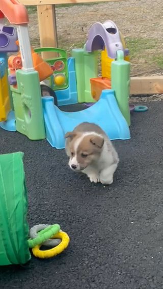 Akc Pembroke Welsh Corgi Red Female in Ironton, Ohio