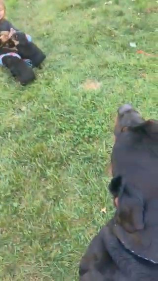 Rottweiler Puppies in Coshocton, Ohio