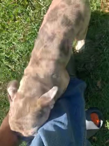 Beautiful Blue Fawn Merle Female Frenchie in Durham, North Carolina