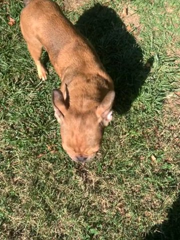 Beautiful Male Merle French Bulldog in Durham, North Carolina