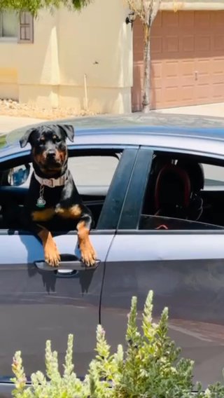 One Year Old Akc Rottweiler in Washington, District of Columbia