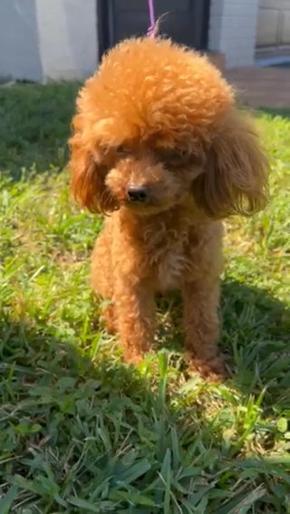 Poodle Boy/Sold in North Lauderdale, Florida