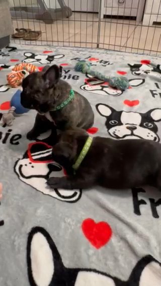 Colt AKC Frenchbulldog in Largo, Florida