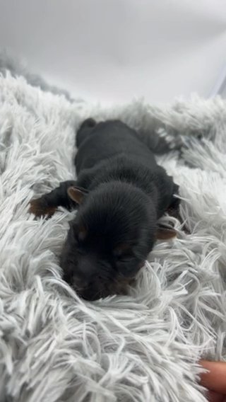 KB Yorkie Male in Houston, Texas