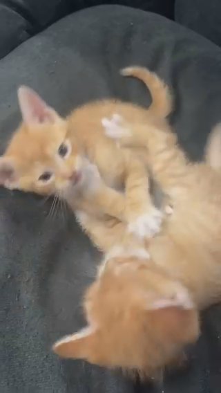 Mixed Ragdoll Kittens in New York City, New York