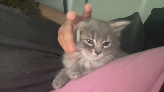 Ragdoll Kitten in New York City, New York